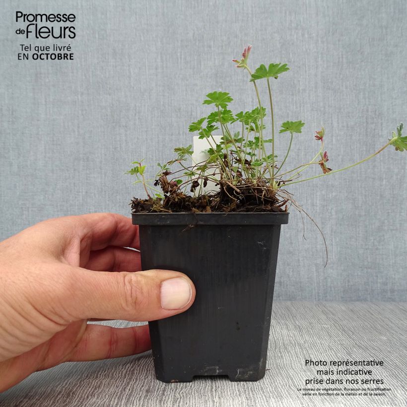 Esemplare di Geranium cinereum v. subcaulescens Giuseppii Vasetto da 8/9 cm come consegnato in autunno