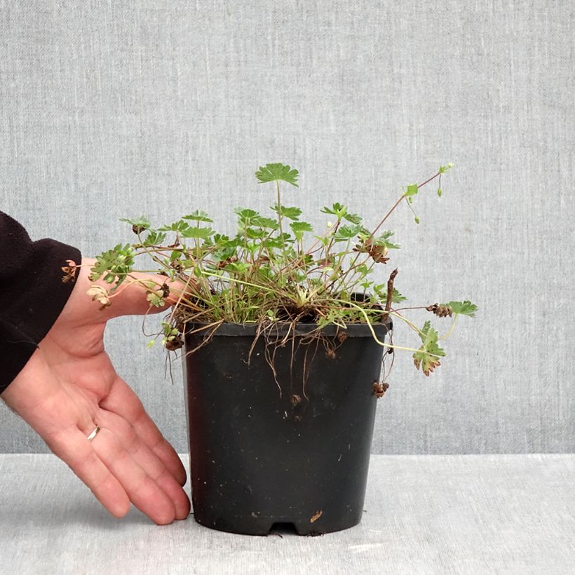 Esemplare di Geranium cinereum v. subcaulescens Giuseppii Vaso da 2L/3L come consegnato in autunno