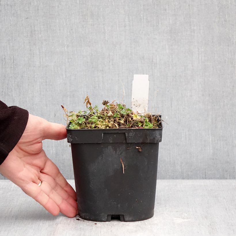 Geranium cinereum v. subcaulescens Giuseppii Vaso da 2L/3L esemplare consegnato in inverno