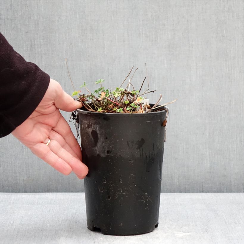 Geranium cinereum v. subcaulescens Vaso da 2L/3L esemplare consegnato in inverno