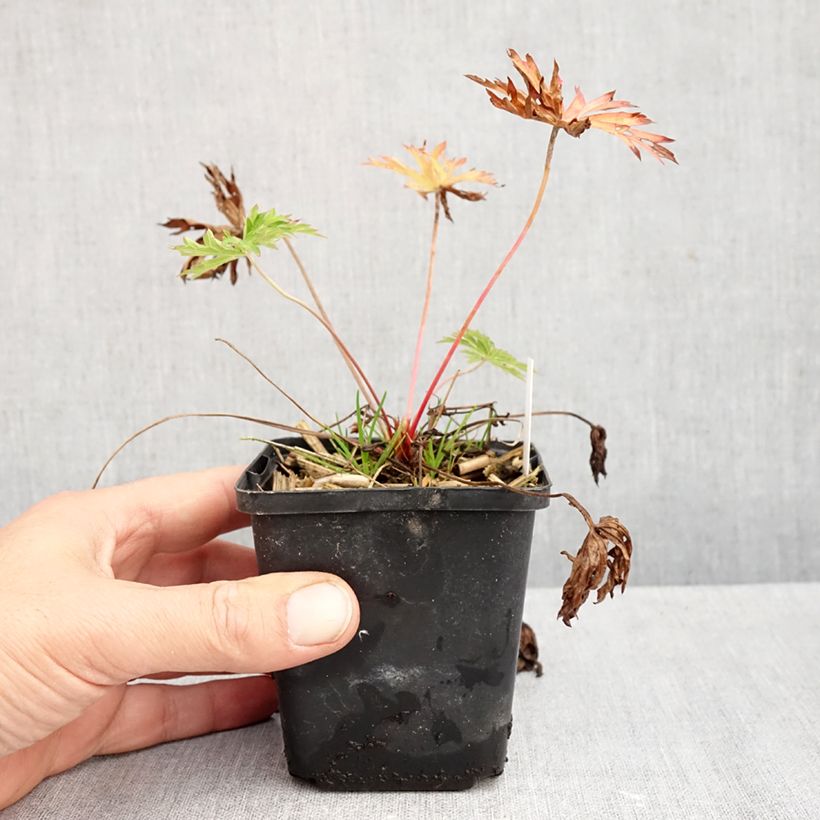 Esemplare di Geranium clarkei Kashmir Blue Vasetto da 8/9 cm come consegnato in autunno