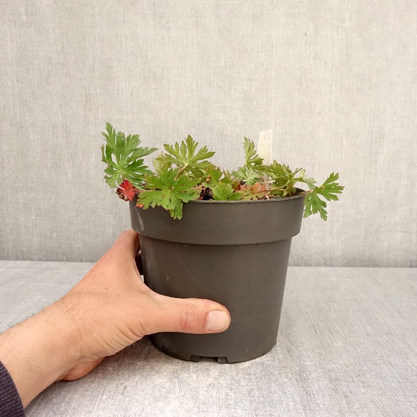 Geranium clarkei Kashmir Purple Vaso da 2L/3L esemplare consegnato in primavera