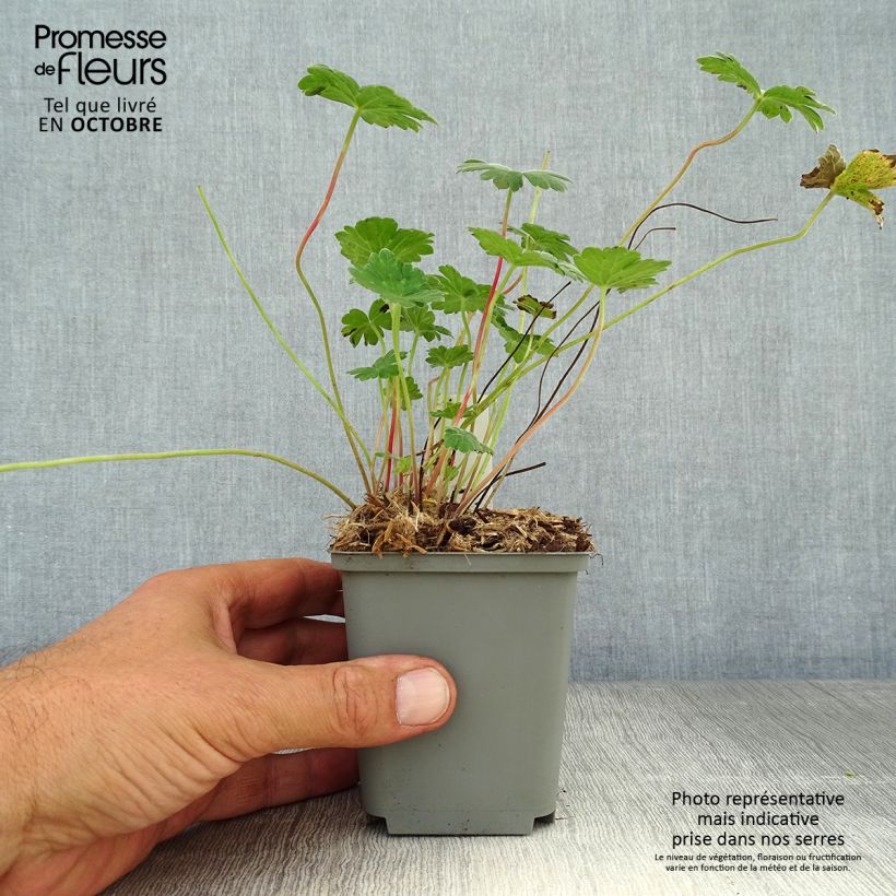 Esemplare di Geranium Coombland White Vasetto da 8/9 cm come consegnato in autunno