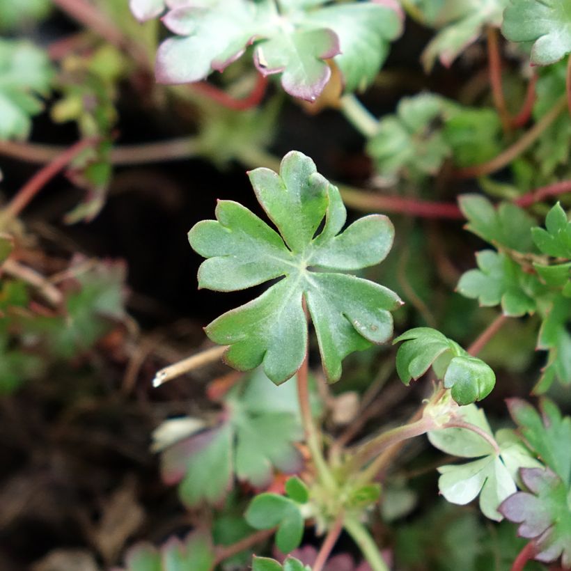 Geranium dalmaticum (Fogliame)