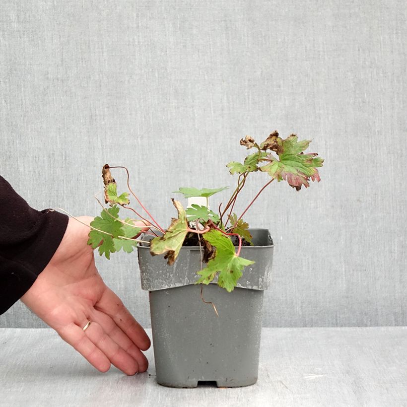 Esemplare di Geranium Dragon Heart Vaso da 2L/3L come consegnato in autunno
