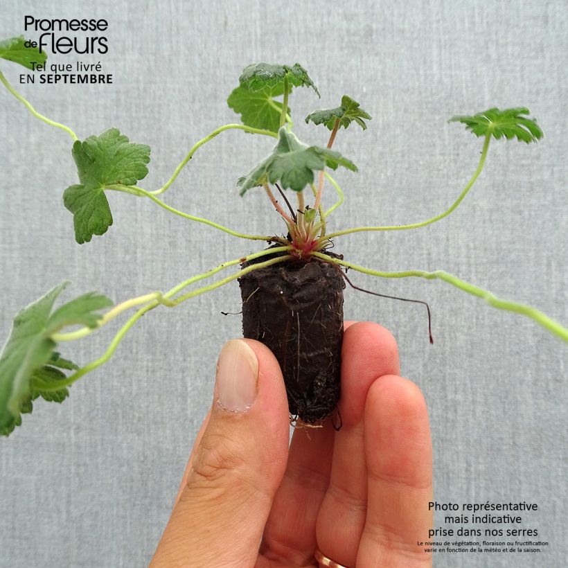 Esemplare di Geranium Dreamland mini zolla... come consegnato in autunno