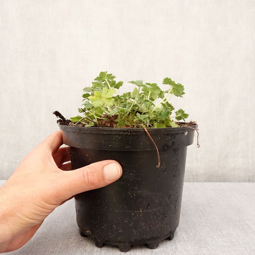 Geranium Dreamland Vaso da 2L/3L esemplare consegnato in primavera