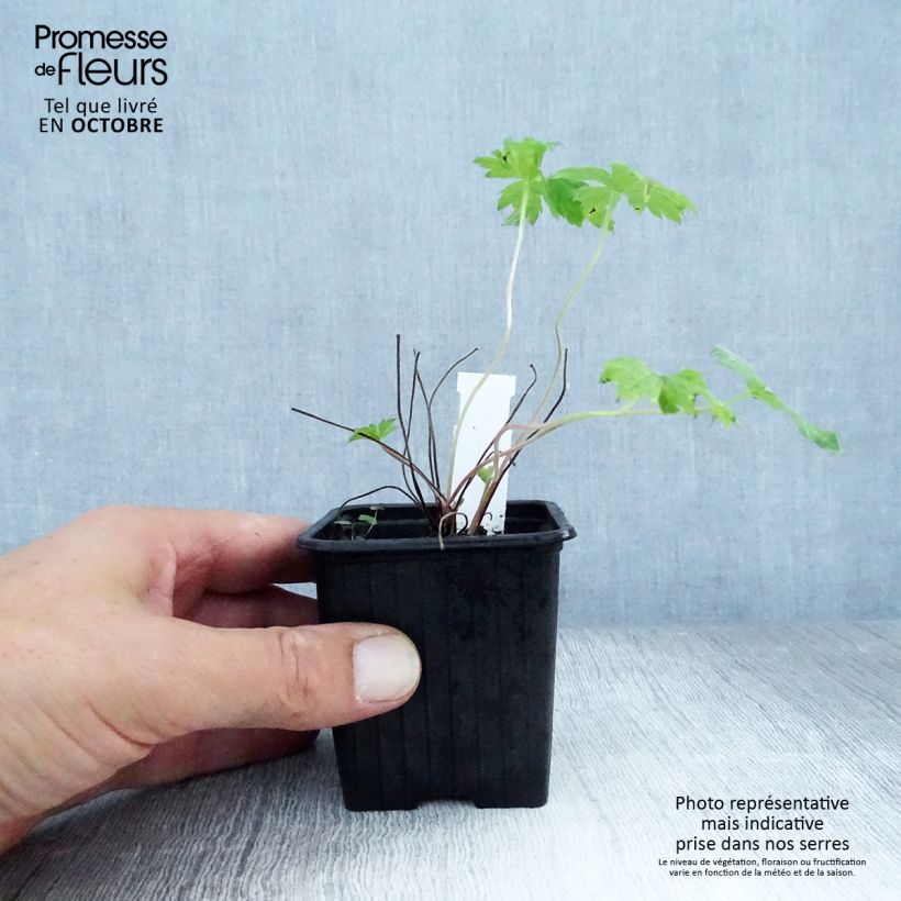 Esemplare di Geranium endressii Vasetto da 8/9 cm come consegnato in autunno