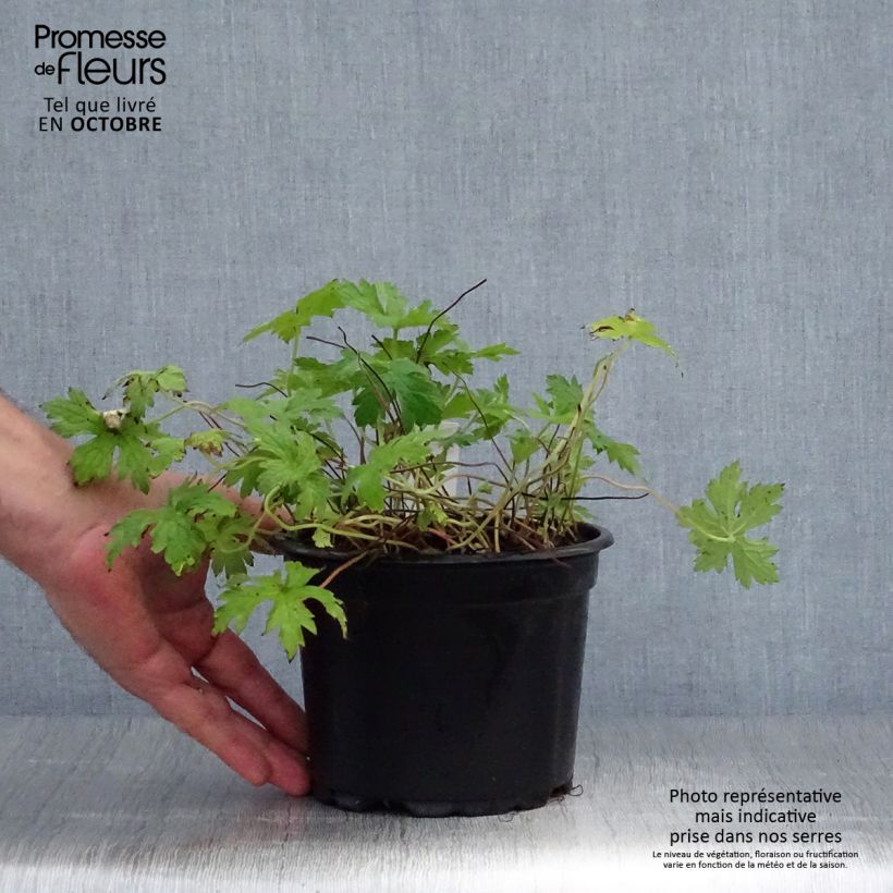 Esemplare di Geranium endressii Vaso da 2L/3L come consegnato in autunno