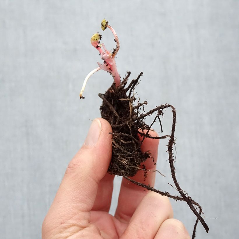 Example of Geranium endressii Piante piccole a radice nuda as you get in hiver