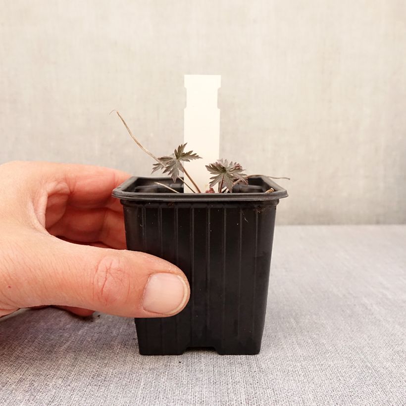 Geranium Femme Fatale Vasetto da 8/9 cm esemplare consegnato in primavera