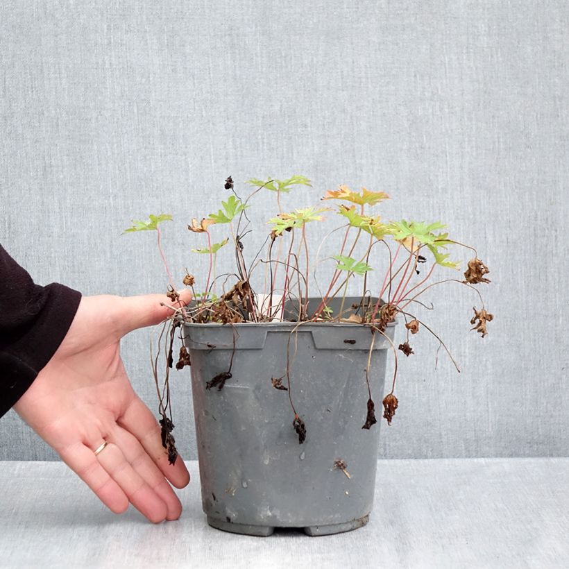 Esemplare di Geranium himalayense Plenum Vaso da 2L/3L come consegnato in autunno
