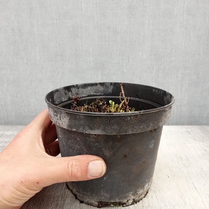 Example of Geranium himalayense Plenum Vaso da 2L/3L as you get in printemps