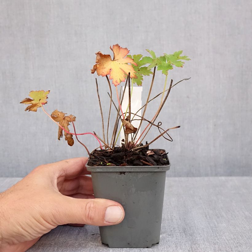 Esemplare di Geranium ibericum subsp. jubatum Vital Vasetto da 8/9 cm come consegnato in autunno