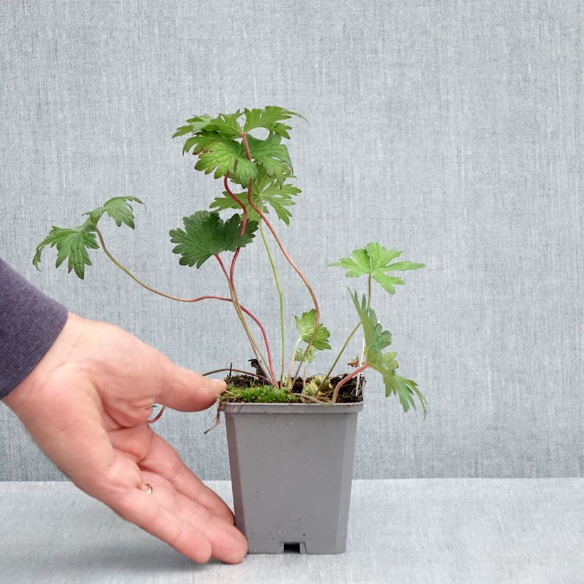 Geranium Johnson's Blue Vasetto da 8/9 cm esemplare consegnato in primavera