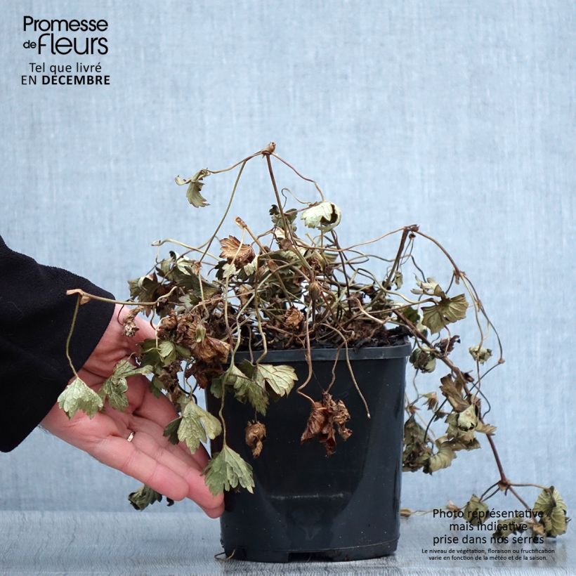 Esemplare di Géranium vivace Kelly-Anne Pot de 1L/1,5L come consegnato in autunno