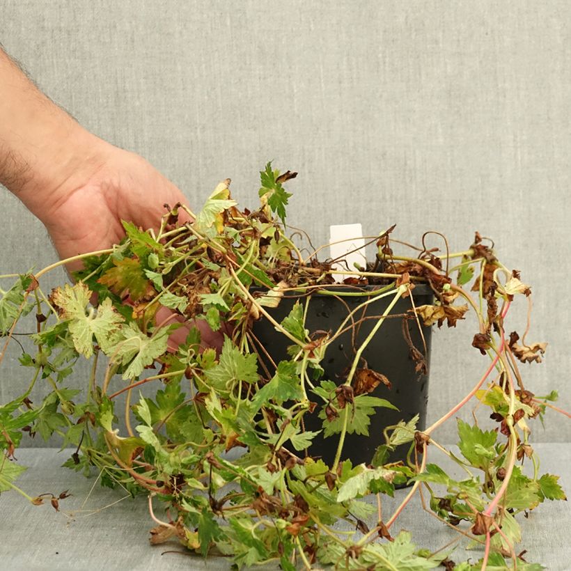 Esemplare di Geranium Kelly-Anne Vaso da 2L/3L consegnato in estate