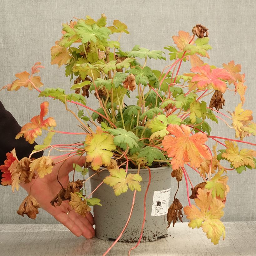 Esemplare di Géranium vivace macrorrhizum Czakor Pot de 3L/4L come consegnato in autunno