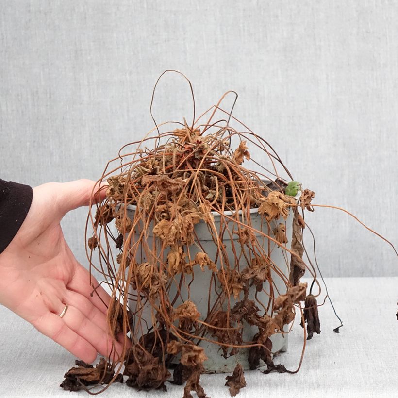 Example of Geranium macrorrhizum Czakor Vaso da 3L/4L as you get in hiver