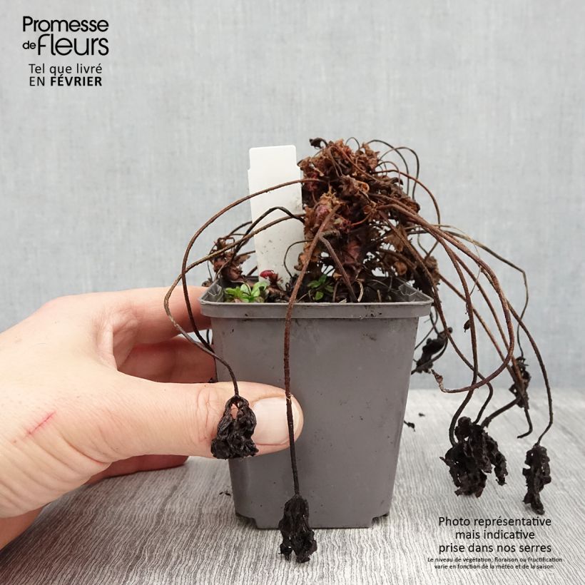 Géranium vivace macrorrhizum Ingwersen's Variety Godet de 8/9 cm esemplare consegnato in inverno