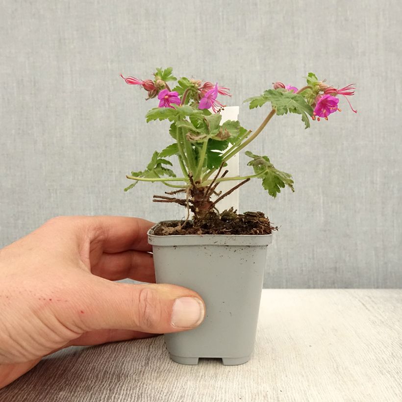 Example of Geranium macrorrhizum Ingwersen's Variety Vasetto da 8/9 cm as you get in printemps