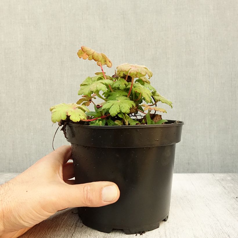 Esemplare di Geranium macrorrhizum Spessart Vaso da 2L/3L come consegnato in autunno