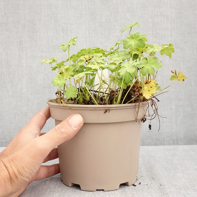 Esemplare di Geranium macrorrhizum White Ness Vaso da 2L/3L consegnato in estate