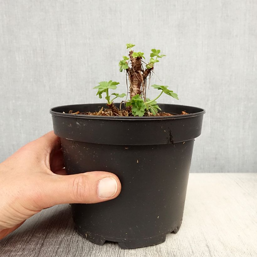 Geranium macrorrhizum White Ness Vaso da 2L/3L esemplare consegnato in primavera