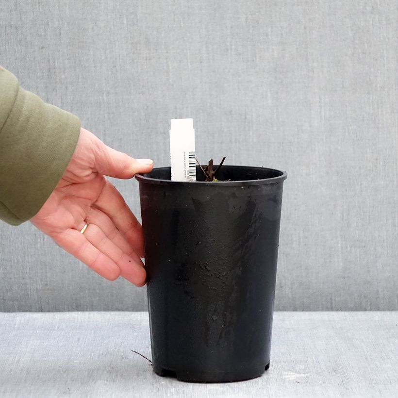 Geranium maculatum Chatto Vaso da 2L/3L esemplare consegnato in inverno