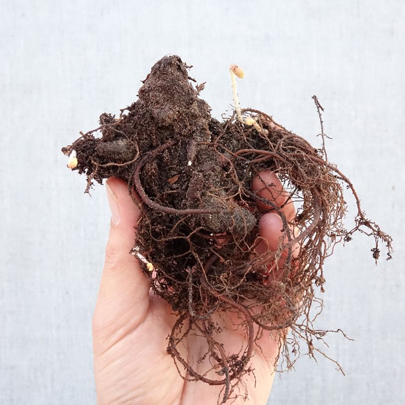Geranium maculatum Espresso Piante piccole a radice nuda esemplare consegnato in inverno