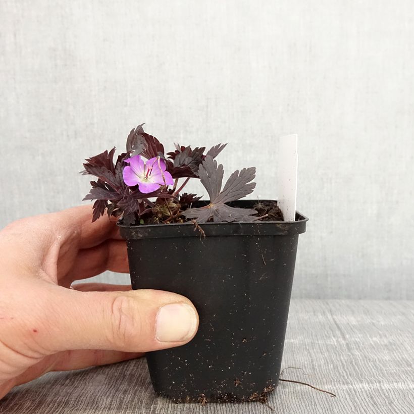 Example of Geranium maculatum Stormy Night Vasetto da 8/9 cm as you get in printemps