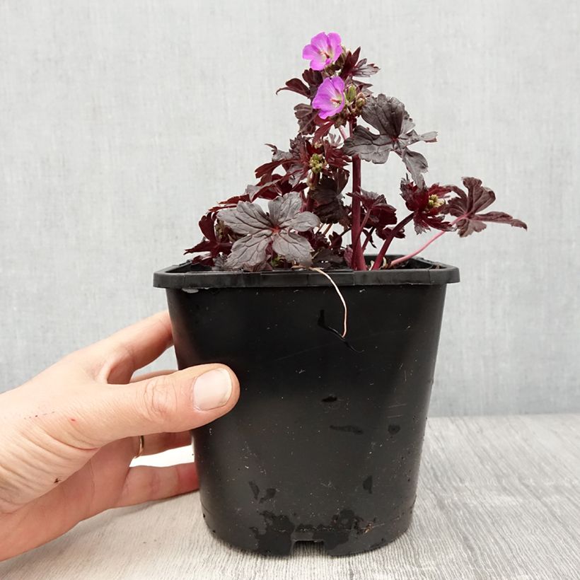 Example of Geranium maculatum Stormy Night Vaso da 2L/3L as you get in printemps