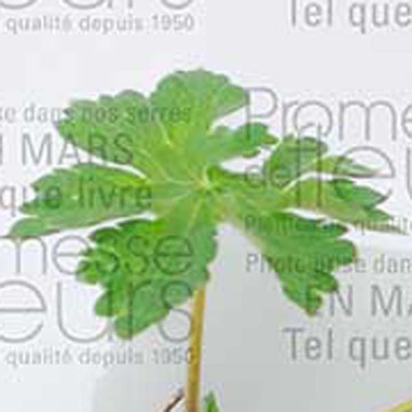 Geranium magnificum (Fogliame)