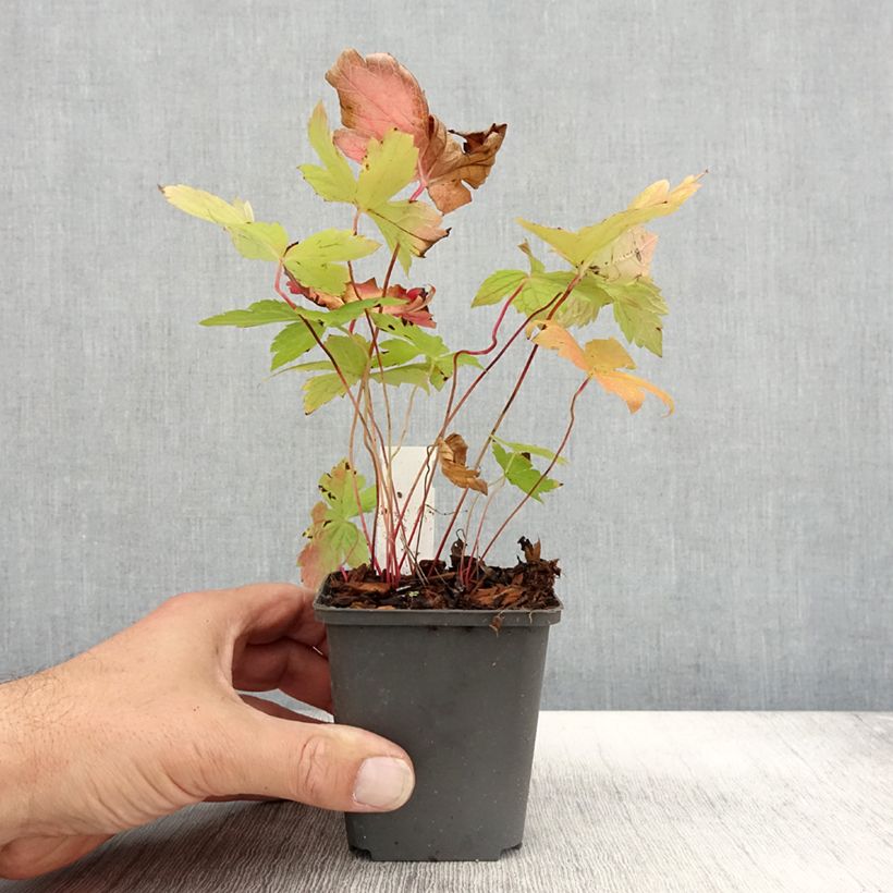 Esemplare di Geranium nodosum Simon - Geranio nodoso Vasetto da 8/9 cm come consegnato in autunno