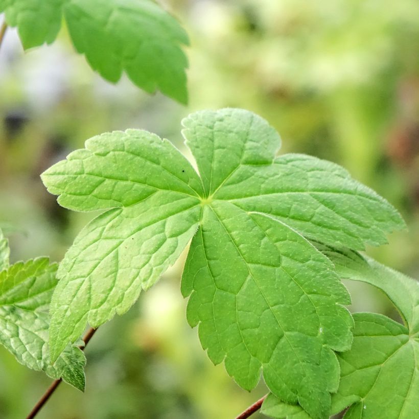 Geranium nodosum Tony's Talisman - Geranio nodoso (Fogliame)