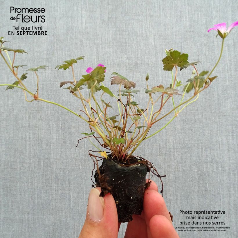 Esemplare di Geranium oxonianum Orkney Cherry mini zolla... come consegnato in autunno