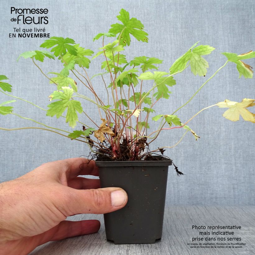 Esemplare di Géranium vivace oxonianum Ankum's White Godet de 8/9 cm come consegnato in autunno