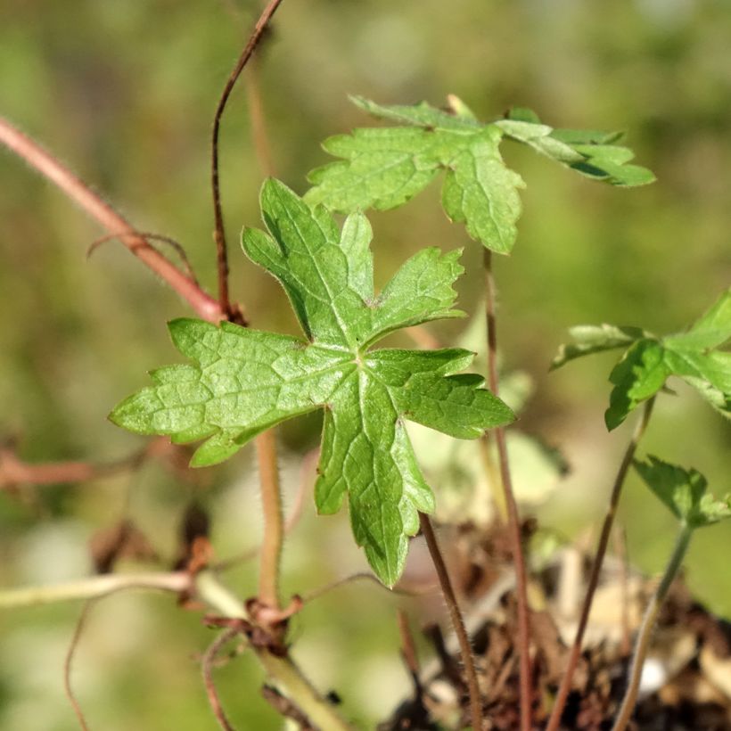 Geranium oxonianum Ankum's White (Fogliame)