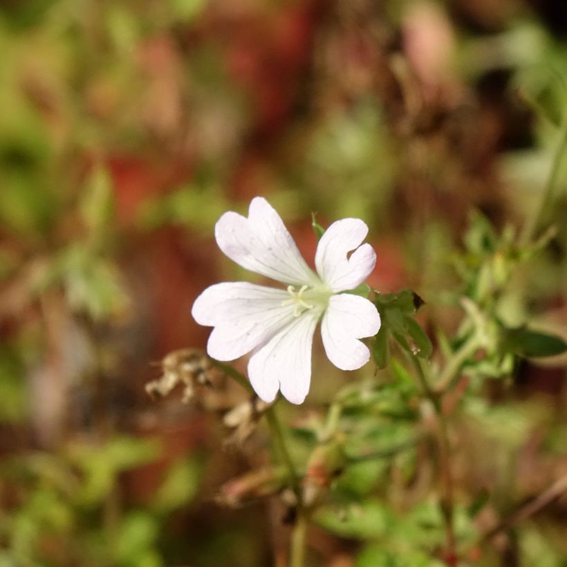 Geranium oxonianum Ankum's White (Fioritura)