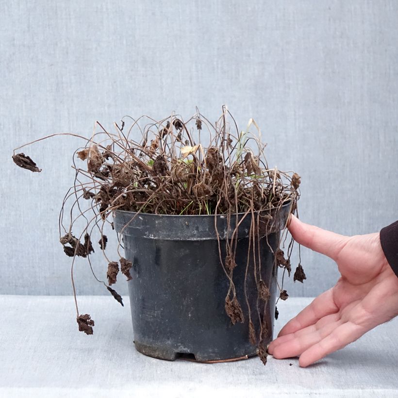 Geranium oxonianum Claridge Druce Vaso da 2L/3L esemplare consegnato in inverno