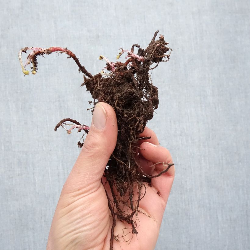 Geranium oxonianum Claridge Druce Piante piccole a radice nuda esemplare consegnato in inverno