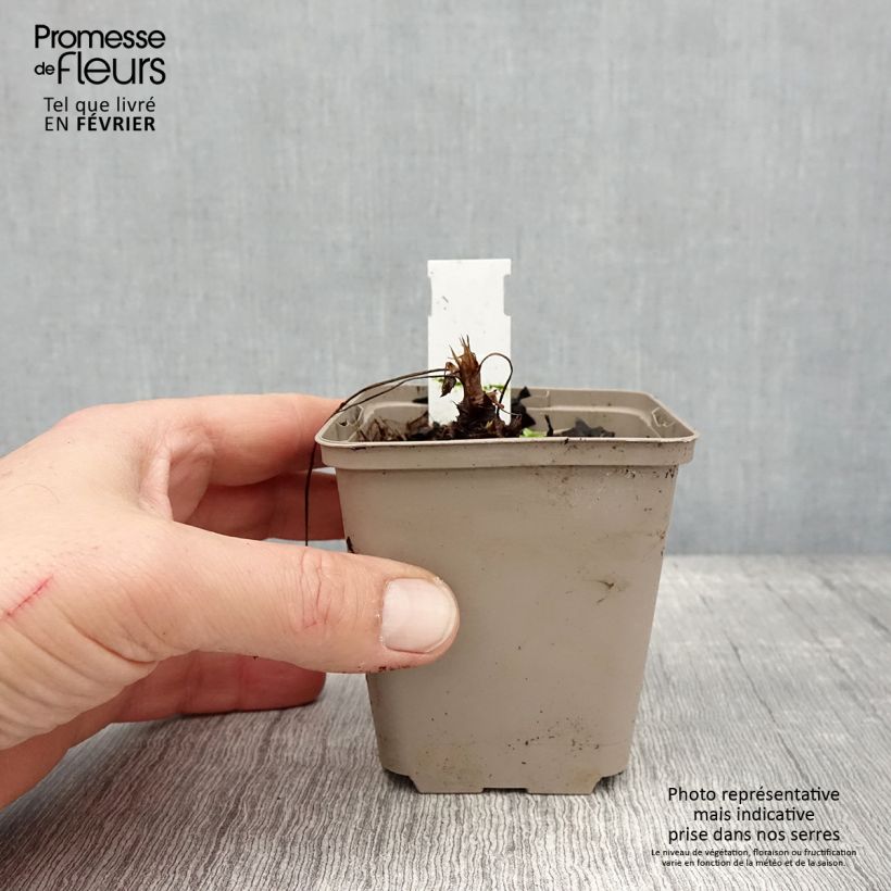 Geranium oxonianum f. thurstonianum Vasetto da 8/9 cm esemplare consegnato in inverno
