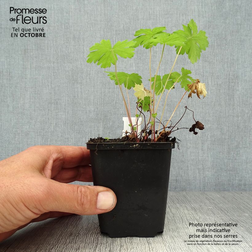 Esemplare di Geranium oxonianum Hollywood Vasetto da 8/9 cm come consegnato in autunno