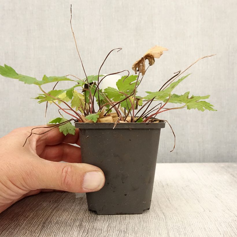 Esemplare di Geranium phaeum Angelina - Geranio stellato Vasetto da 8/9 cm come consegnato in autunno