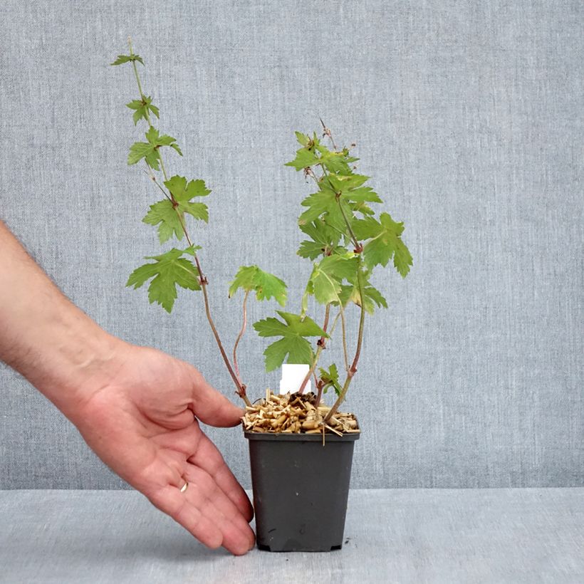 Geranium phaeum Angelina - Geranio stellato Vasetto da 8/9 cm esemplare consegnato in primavera