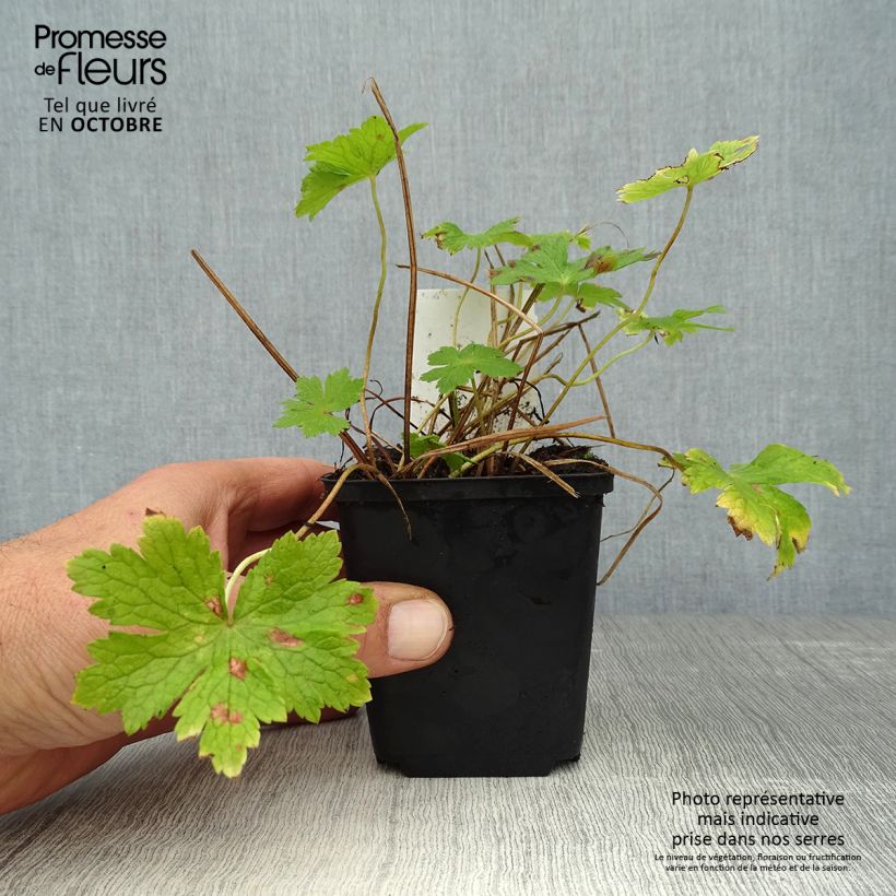Esemplare di Geranium phaeum - Geranio stellato Vasetto da 8/9 cm come consegnato in autunno