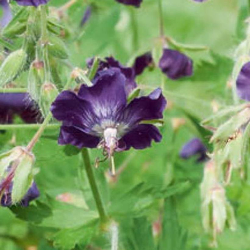 Geranium phaeum Lily Lovell - Geranio stellato (Fioritura)