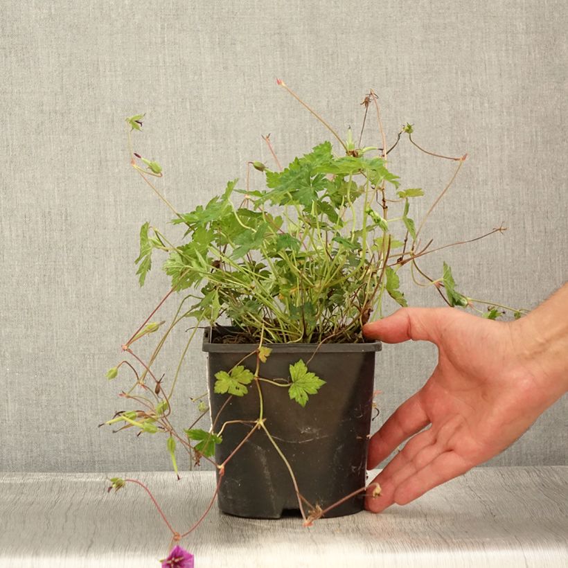 Esemplare di Geranium Pink Penny Vaso da 2L/3L consegnato in estate
