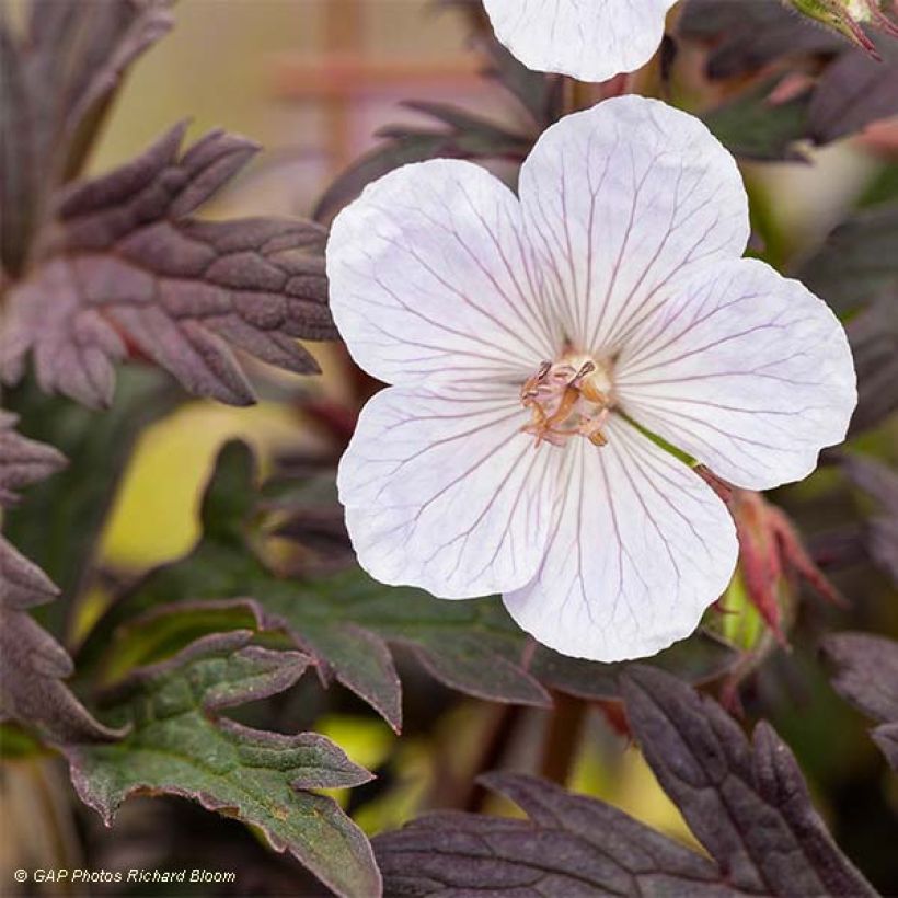 Geranium pratense Black n white Army - Geranio dei prati (Flowering)