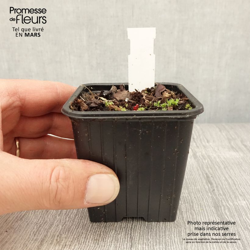 Geranium pratense Dark Eyes - Geranio dei prati Vasetto da 8/9 cm esemplare consegnato in primavera